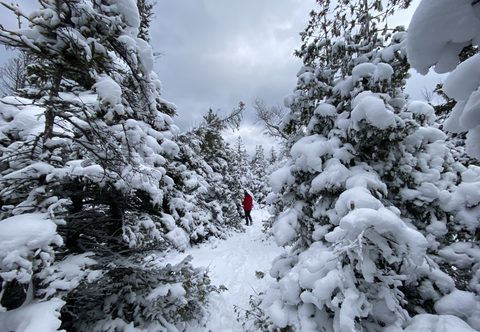 Photo from Snowshoeing From Cyprus Lake To Stormhaven