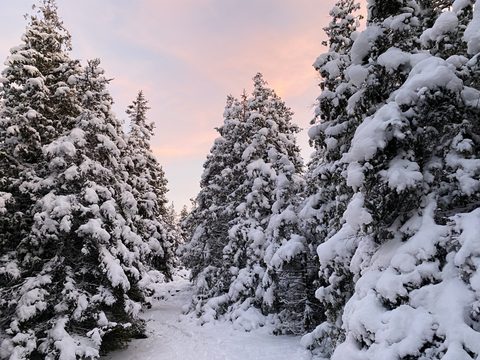 Photo from Snowshoeing From Cyprus Lake To Stormhaven