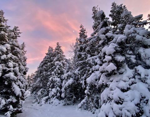 Photo from Snowshoeing From Cyprus Lake To Stormhaven