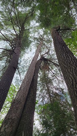 Photo from Temagami Canada Day Canoe Trip