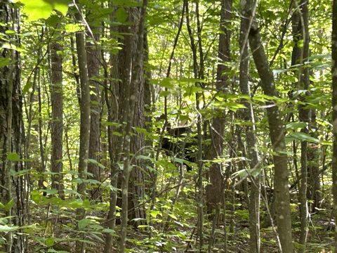 Photo from Backcountry Algonquin Canoe Trip