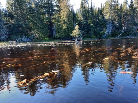 Photo from Backcountry Algonquin Canoe Trip