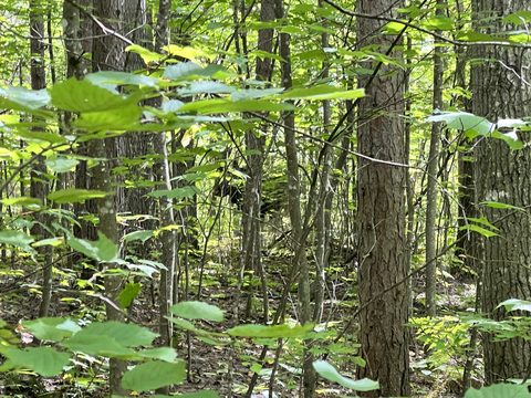 Photo from Backcountry Algonquin Canoe Trip