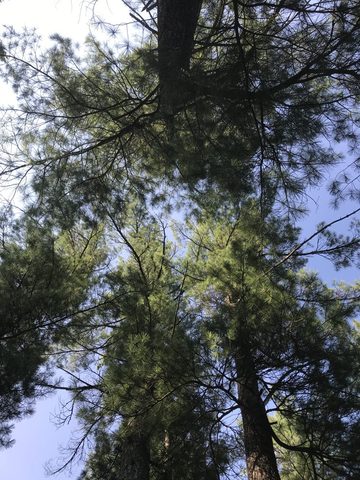 Photo from Canoe Trip in Magnetawan Provincial Park