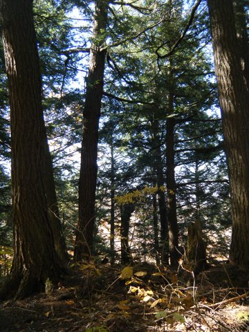 Photo from Three day trip in Algonquin Provincial Park