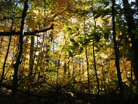 Photo from Three day trip in Algonquin Provincial Park