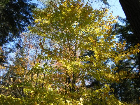 Photo from Three day trip in Algonquin Provincial Park
