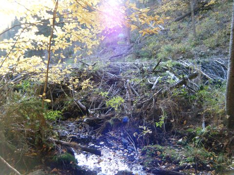 Photo from Three day trip in Algonquin Provincial Park