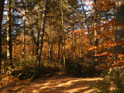 Photo from Three day trip in Algonquin Provincial Park