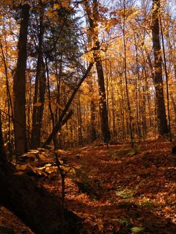 Photo from Three day trip in Algonquin Provincial Park