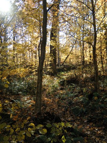 Photo from Three day trip in Algonquin Provincial Park