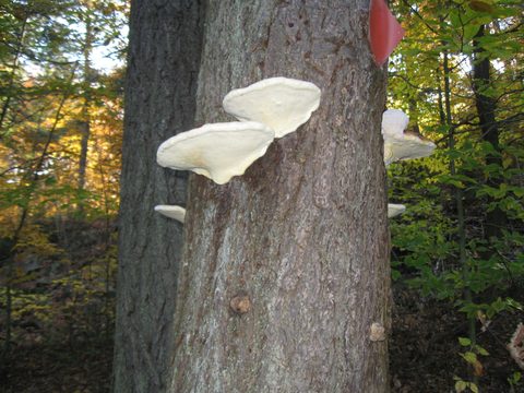 Photo from Three day trip in Algonquin Provincial Park