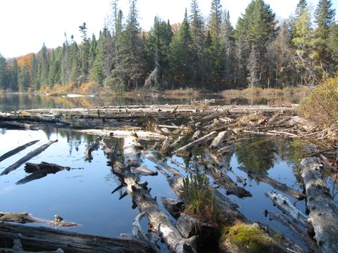 Photo from Three day trip in Algonquin Provincial Park