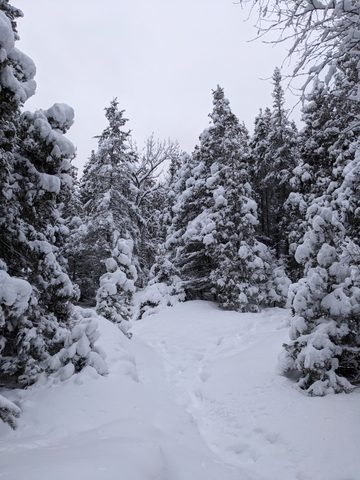 Photo from Snowshoeing Bruce National Park