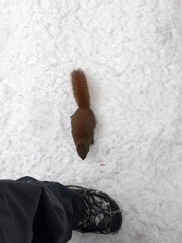 Photo from Snowshoeing Bruce National Park