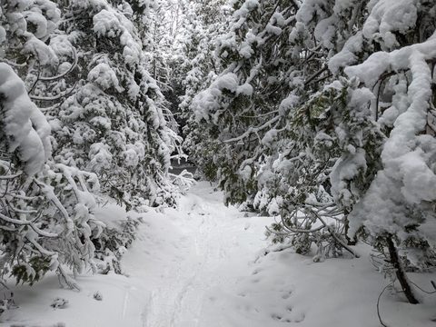 Photo from Snowshoeing Bruce National Park