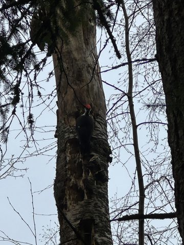 Photo from Snowshoeing Bruce National Park