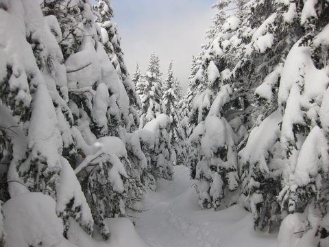 The upward trail