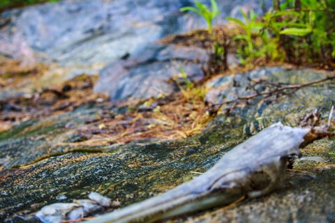 Photo from Canoe camping, Massasauga Provincial Park