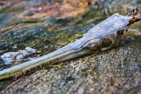 Photo from Canoe camping, Massasauga Provincial Park