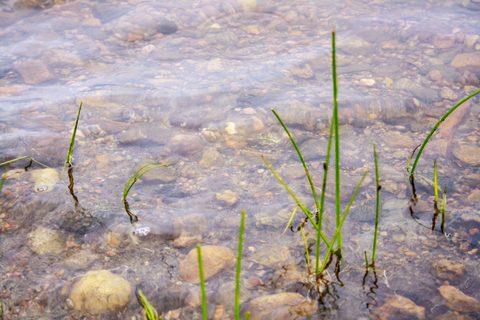 Photo from Canoe camping, Massasauga Provincial Park