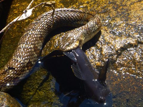 Photo from Sea Kayaking, Franklin, Mink and McCoy Island chains