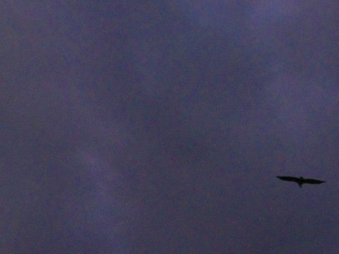 Photo from Sea Kayaking, Phillip Edward Island, Killarney