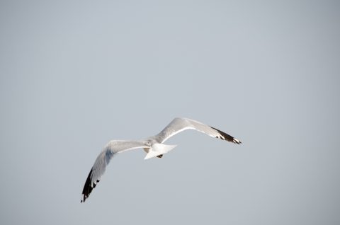 Photo from Sea Kayaking, Phillip Edward Island, Killarney
