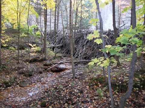 Photo from Intro to backpacking - A first trip