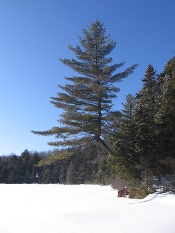 Photo from Snowshoe camping, Maggie Lake, Algonquin