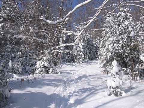 Photo from Ski Camping 2.0, Minnesing Wilderness Trail, Algonquin