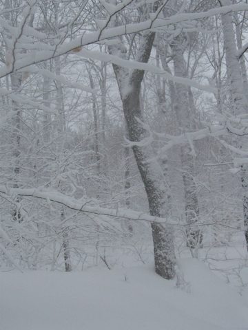 Photo from Maggie Lake Snowshoeing and Winter Camping