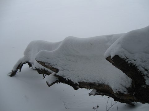 Photo from Maggie Lake Snowshoeing and Winter Camping
