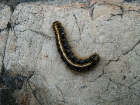 Photo from Canoe camping & hike, Killarney Provincial park