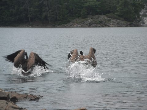 Photo from Canoe camping & hike, Killarney Provincial park