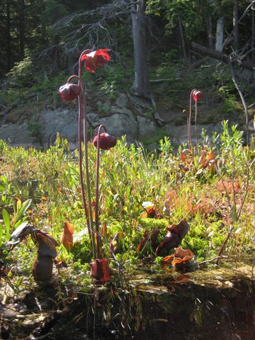 Photo from Canoe camping & hike, Killarney Provincial park