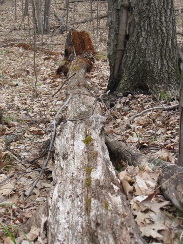 Photo from Spring Backpacking in Frontenac Provincial Park!