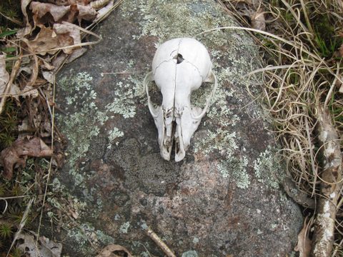 Photo from Spring Backpacking in Frontenac Provincial Park!