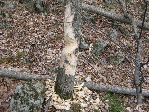 Photo from Spring Backpacking in Frontenac Provincial Park!