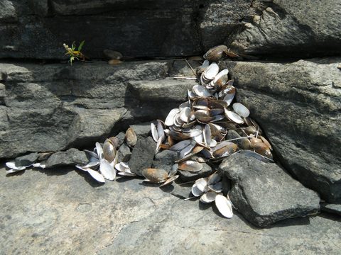 Photo from Canoe camping French River