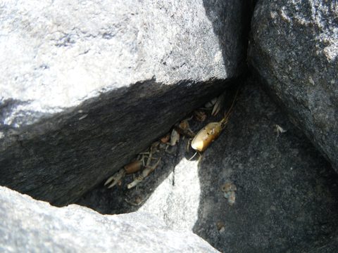 Photo from Canoe camping French River