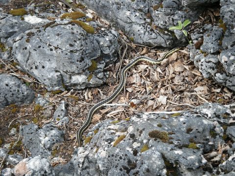 Photo from Trekking with Chev: Beginners Backpack Trip to Tobermory