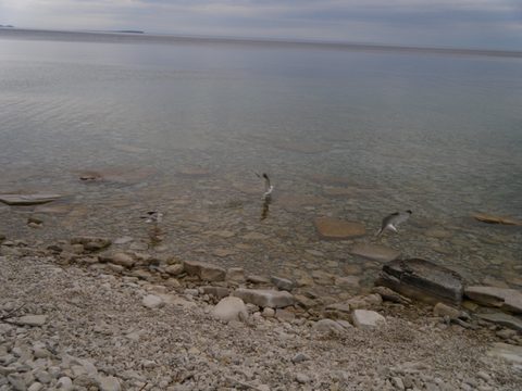 Photo from Trekking with Chev: Beginners Backpack Trip to Tobermory