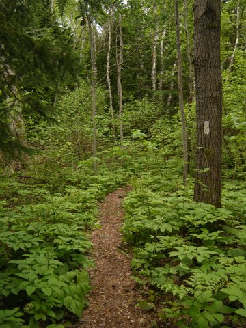 Photo from Trekking with Chev: Beginners Backpack Trip to Tobermory
