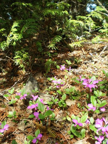 Photo from Trekking with Chev: Beginners Backpack Trip to Tobermory