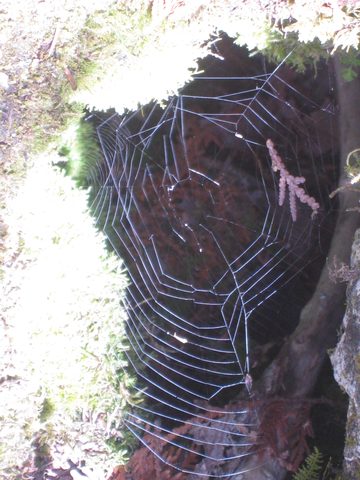 Photo from Trekking with Chev: Beginners Backpack Trip to Tobermory