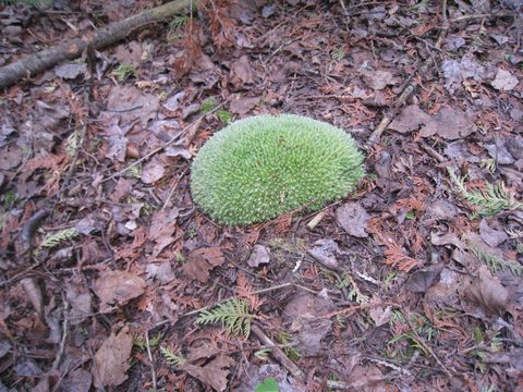 Photo from Trekking with Chev: Beginners Backpack Trip to Tobermory