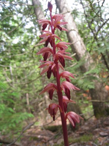 Photo from Trekking with Chev: Beginners Backpack Trip to Tobermory