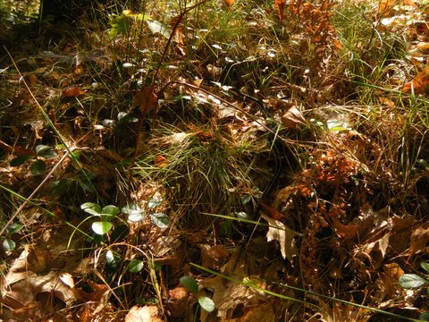 Photo from TREKKING WITH CHEV: Bon Echo's Abe’s and Essen’s Trail