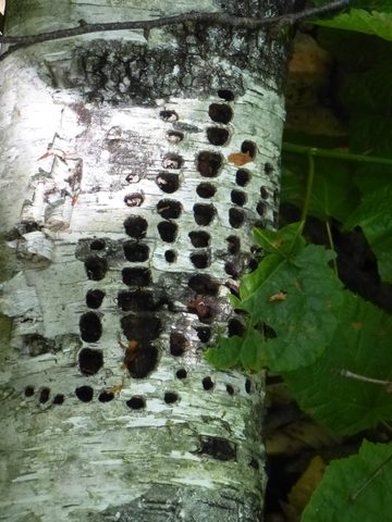 Photo from TREKKING WITH CHEV: Bon Echo's Abe’s and Essen’s Trail